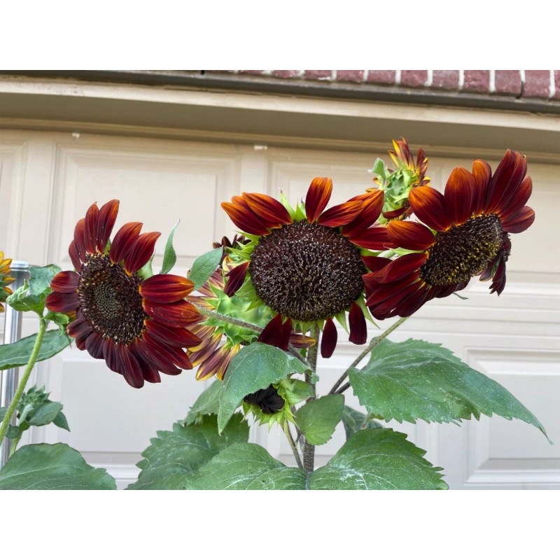 50 Chocolate Cherry Sunflower seeds Breathtakingly Beautiful Heirloom