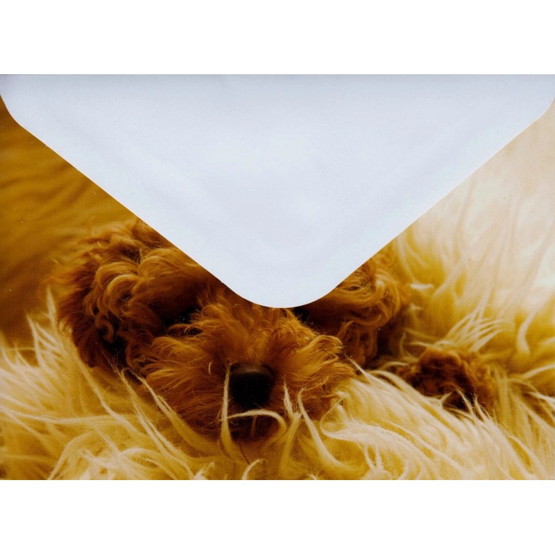 Imagenavi Brown Curly Hair Dog Relaxing Blank Note Card With