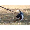 Cardio Dog Hands Free Running Dog Leash/Lead Bungee with Pouch