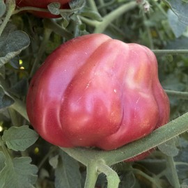 Oaxacan Pink Tomato Seeds - 0.25 Oz ~1700 Seeds - Non-GMO, Heirloom - Vegetable Garden - Solanum lycopersicum
