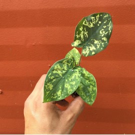 Odd Frond Alocasia Hilo Beauty Elephant Ears Plug | Caladium Indoor & Outdoor House Plant