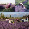 TooGet Lavender Dried Ultra Blue Bundles 400+ Stems (16" -