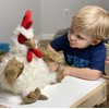 Mary Meyer FabFuzz Stuffed Animal Soft Toy, Rooster, 16-Inches