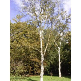 1-1000 PCS Japanese White Birch Tree Seeds Betula Platyphylla Japonica BS 0170 (250+ Seeds)