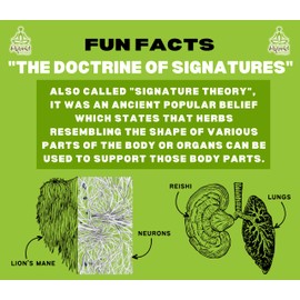 HYBRID HERBS – Astragalus | 10:1 Concentrated Extract Powder | Huang Qi | Immune, Adrenal, Digestive, Cardiovascular Support | Adaptogen for Stress Relief | 113 Servings (113g)