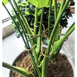 4PCS 6" Plant Stem Support,Stabilizer Grapple Holder for Monstera and Climbing Plants,Reusable Flower Plant Support,Leaf Stabilization and Support for Thriving Growth.