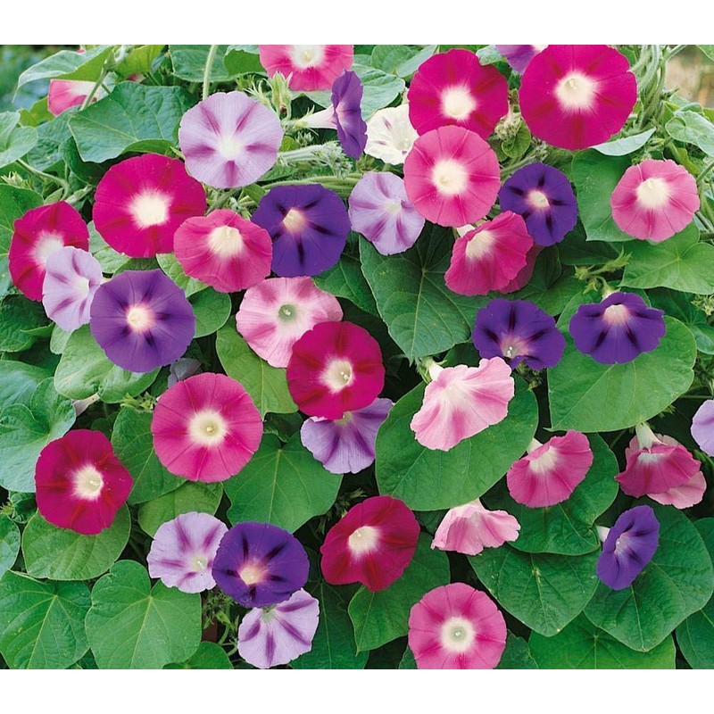 Seeds4planting - Seeds Morning Glory Purple Mix Ipomoea Annual Flowers