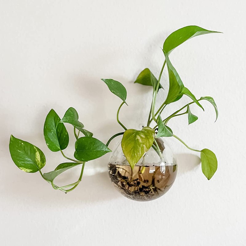 Yarlung 6 Pack Wall Hanging Planters Terrarium, 4.7 Inch Glass