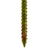 DAIDOHANT 10176924 Universal Power Screw (Nominal Diameter d) 1.5 x