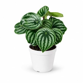 Peperomia Watermelon Live Plant, Indoor House Plant, Colorful Peperomia Plant, Live Plants Indoor, Small Houseplant for Desk, Indoor Plants Live Houseplants
