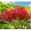 Red Japanese Maple - Live Plant 2-3 feet Tall -