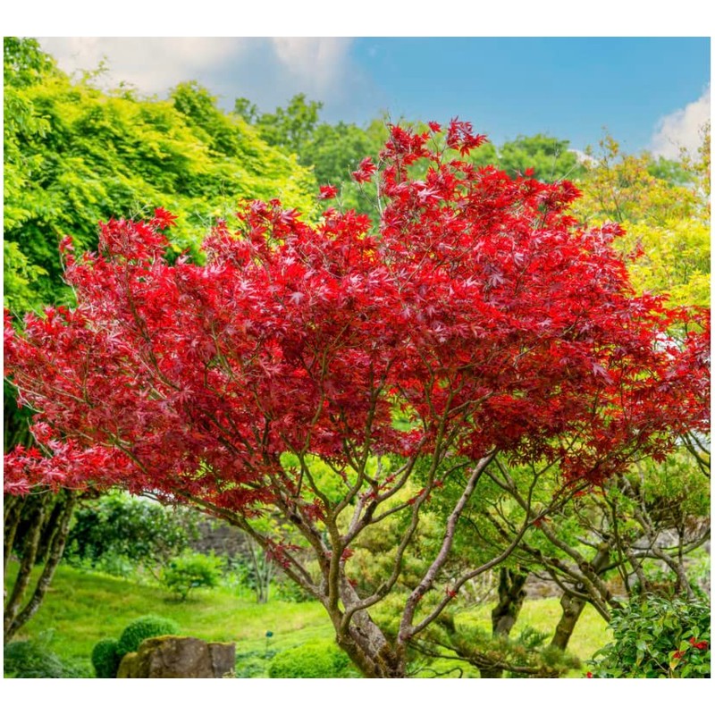 Red Japanese Maple - Live Plant 2-3 feet Tall -