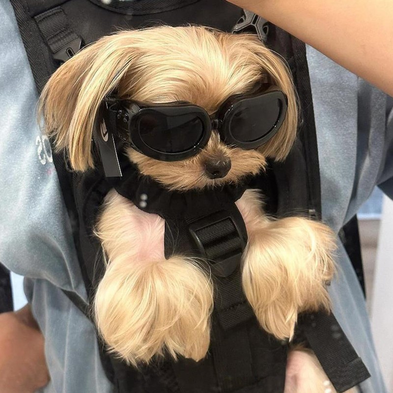 1 Piece Puppy Windscreen, Outdoor Sunscreen Glasses, Pet Supplies, Elastic