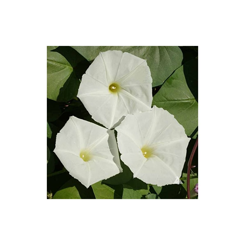 25 White Moonflower Flower Seeds Ipomoea alba Morning Glory