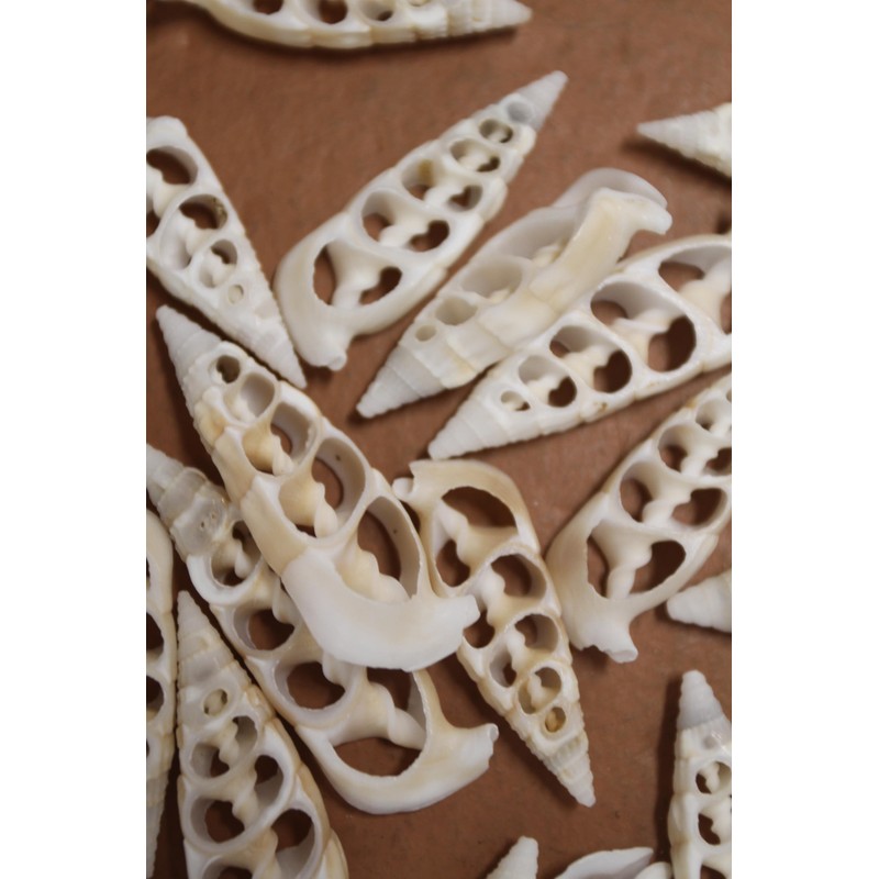10pc Natural Cerithium Vertagus Seashells, Sliced Cut, 1.5-2 inch, White