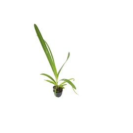 Storm Cloud | 10 Live Plants | Agapanthus Africanus | Drought Tolerant Perennials, Blue Flowering Plant, Long Blooming Garden, Evergreen Foliage, Low Maintenance Landscaping, Pollinator Friendly