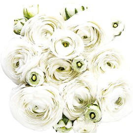 White French Peony Ranunculus - 12 Largest Size Corms, Premium Bulbs for Growing Flowers, Stunning White Blooms, Ideal for Garden Beds, Perfect for Spring Planting