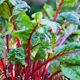 Swiss Chard Garden Seeds - Fordhook Giant - 3 g Packet ~100 Seeds - Non-GMO, Heirloom Vegetable Gardening & Microgreens Seeds