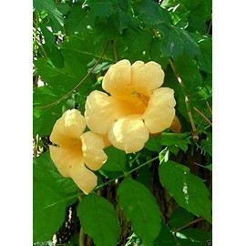 Campsis radicans Seeds, Flava (Yellow Trumpet Vines ) - Hummingbird favorite !