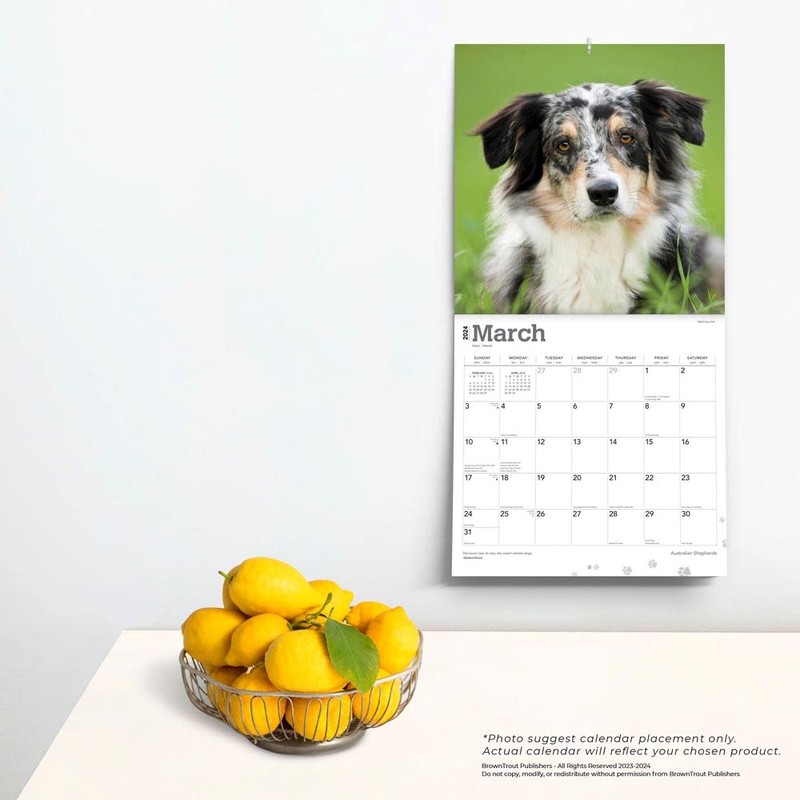 Australian Shepherds | 2024 12 x 24 Inch Monthly Square