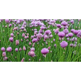 Southeast Seeds Common Chives Seeds, NON-GMO, Variety Sizes Sold, FREE SHIPPING - 1250 Seeds or 1/8 OZ