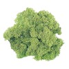 Daichi Farm DO061071-780 Preserved Flower Iceland Moss Sachet, Spring Green,