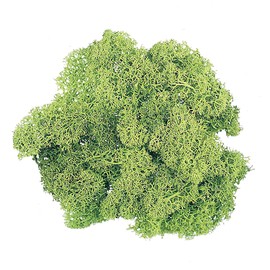 Daichi Farm DO061071-780 Preserved Flower Iceland Moss Sachet, Spring Green, Approx. 1.4 oz (40 g), 1.4 oz (40 g)