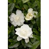 1 Gallon Gardenia August Beauty Shrub