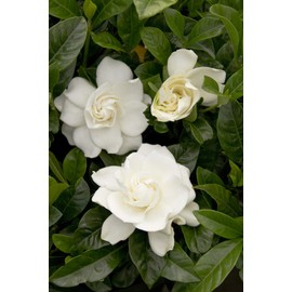 1 Gallon Gardenia August Beauty Shrub