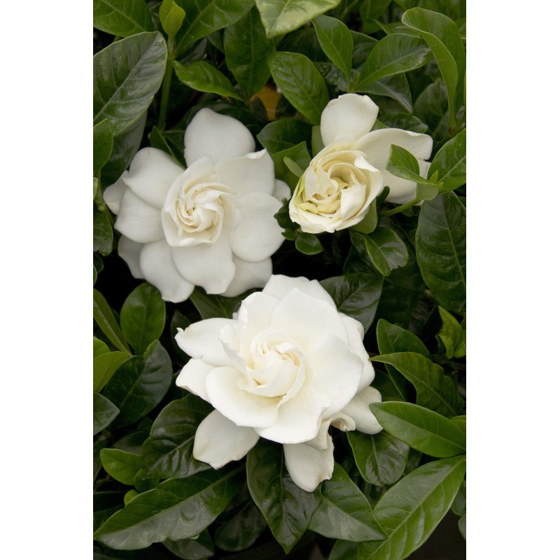 1 Gallon Gardenia August Beauty Shrub