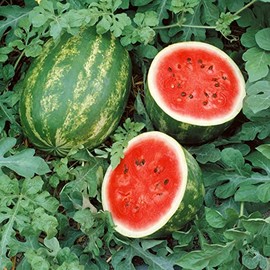 Grandeur F1 Hybrid Watermelon Seeds - 3 g Packet ~45 Seeds - Non-GMO, F1 Hybrid - Fruit & Vegetable Garden - Citrullus lanatus