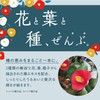Yanagiya Honten Tsubaki Hair Cream, Moisturizing, 5.3 oz (150 g)
