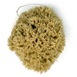 XL 18CM Sea Sponge Unbleached Honeycomb Natural Seasponge for Bath Use, for Baby, or Art use (XL Size Approx 16-18cm)