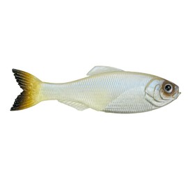 Panorama - Pro Blue - Size: 2.0" (8/pk)