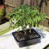 Brussel's Live Dwarf Hawaiian Umbrella Indoor Bonsai Tree - 4