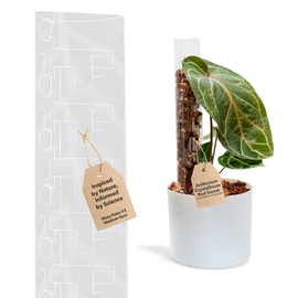 THICCLY V3 Medium GrowPole - Front Opening, Stackable Plastic Moss Poles for Climbing Plants, Monstera Plant Support-Plant Climbing Pole, DIY Plant Support, Works for Philodendron & Anthuriums - 5 Pcs