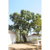 The Jonsteen Company Cork Oak | Medium Tree Seedling |