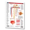 Urinary System Guide - Medical Quick Reference Guide by Permacharts