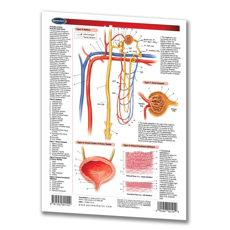 Urinary System Guide - Medical Quick Reference Guide by Permacharts
