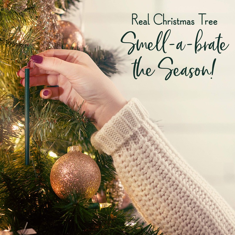 Premier Scentsicles Pack of 6 'O Christmas Tree' Scent Sticks