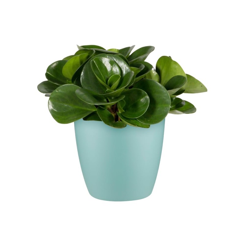 elho Brussels Round Mini 7 - Flower Pot for Indoor