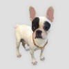 Amber Collar for Dogs and Cats - Certified Baltic Sea