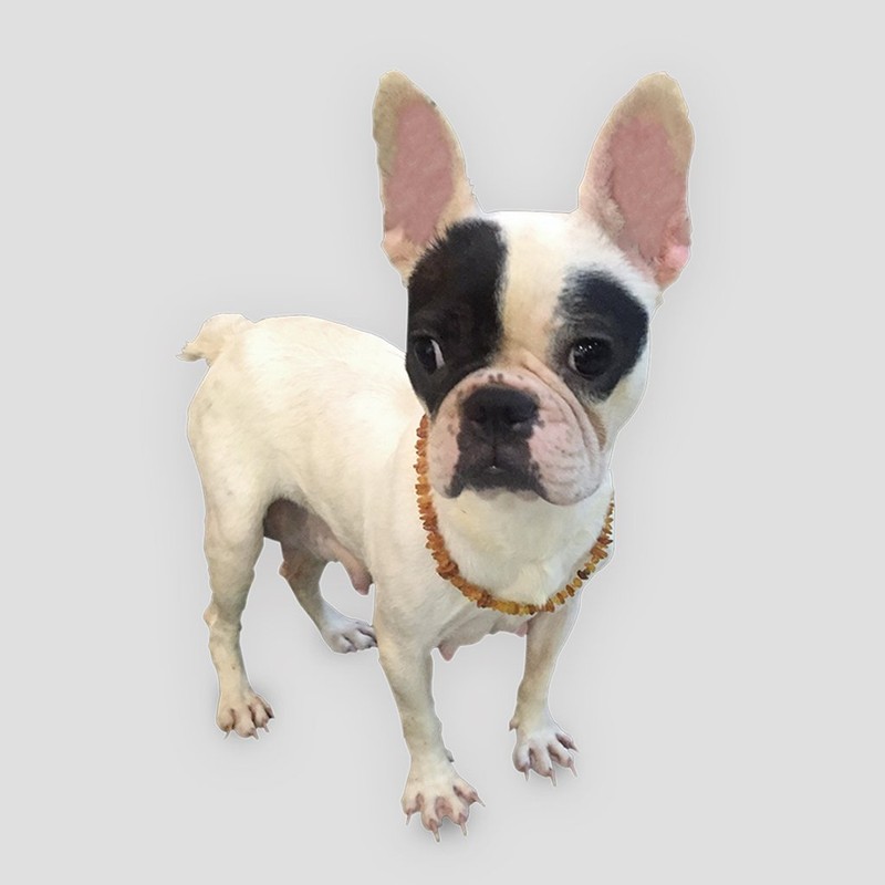 Amber Collar for Dogs and Cats - Certified Baltic Sea