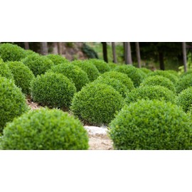Winter Gem Boxwood - 40 Live Plants - 2" Pot Size - Buxus Microphylla Japonica - Fast Growing Cold Hardy Formal Evergreen Shrub
