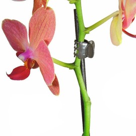 KINGLAKE Orchid Clips,Garden Flower Vine Clips,Plant Support Clips,100 Pcs Garden Cymbidium Clips to Keep Plant Neat and Healthy,Dark Green (97530)