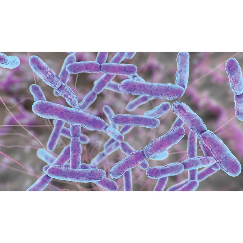 Probiotics Prebiotic Digestive Support Maintaining Gut Health Gas, Constipation