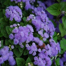 Mother Nature's Seeds Ageratum BLUE MINK DWARF Floss Flower Purple Monarchs Love! Non-GMO 500 Seeds