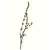 Greek Mountain Tea Mountain Tea Whole Herbal Tea Sideritis Raeseri