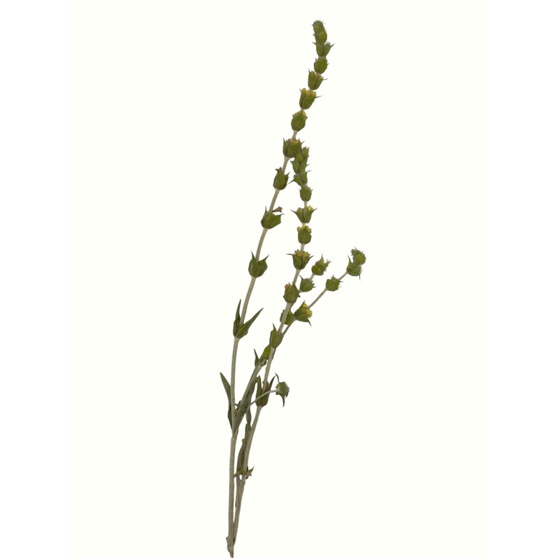 Greek Mountain Tea Mountain Tea Whole Herbal Tea Sideritis Raeseri
