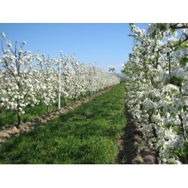 Azienda Agricola Prunotto Mariangela - Carciofini Alla Brace 300 g
